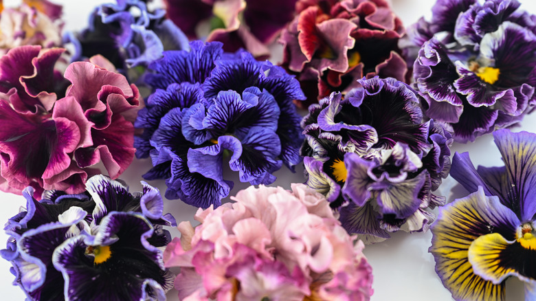 A display of Elegance pansies in multiples colors.