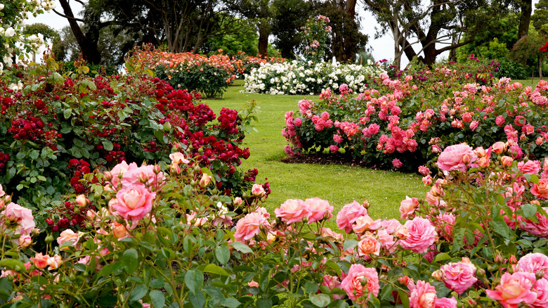A colorful rose garden 