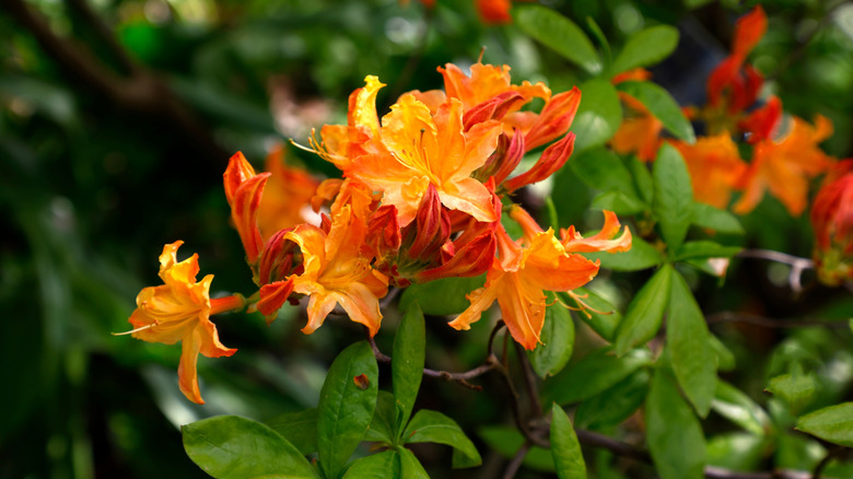 Orange Sunbow Series Solar Glow azalea blooms against a background of greenery.