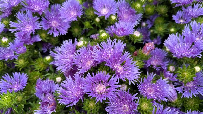 A closeup of Stokes' aster in a blue-purple color in full bloom