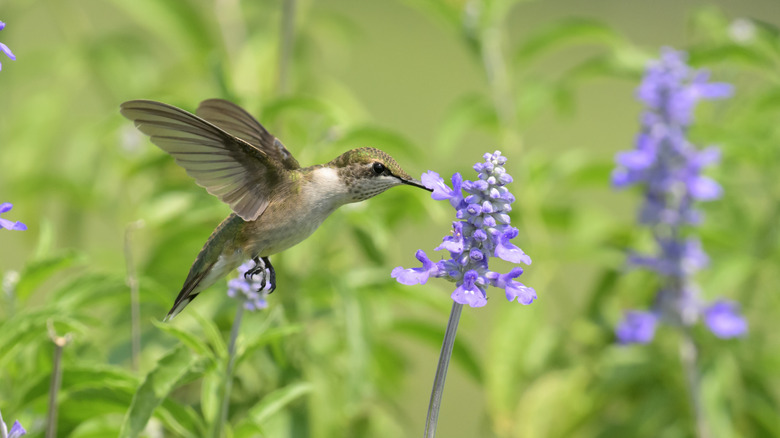 A hummingbird drinking nectar from purple salvia mid flight