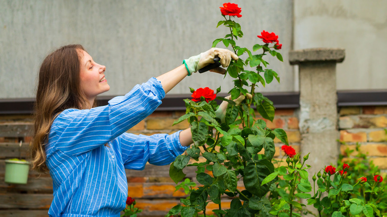 A woman trimming a red rose bush in her garden