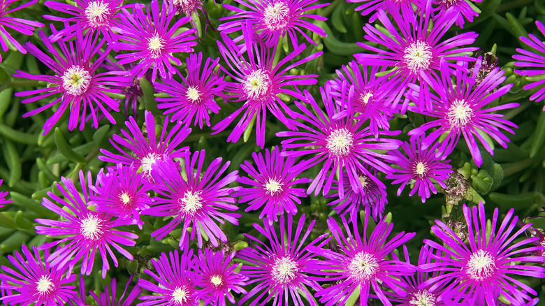 Close up of a creeping shrubby ice plant