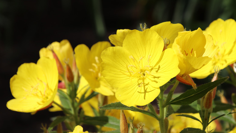 A close-up of a cluster of southern sundrops glows against dark green foliage.