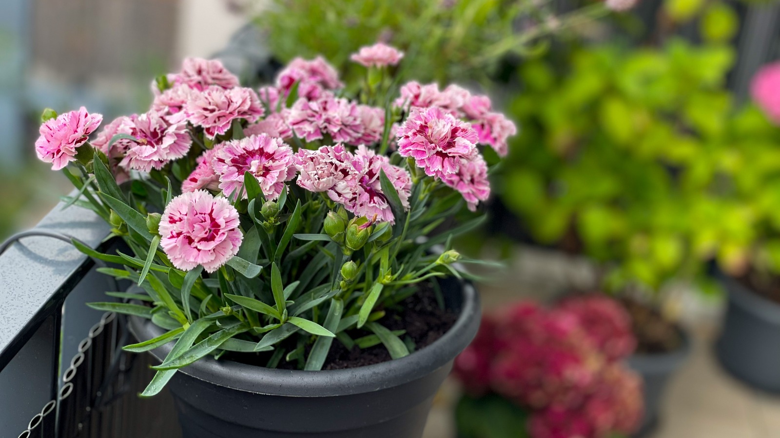 The Brilliant Hack That Makes Hanging Plants Easy And Affordable
