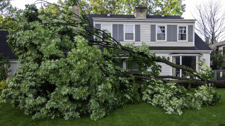 A huge fallen tree is spread across the green lawn of the backyard of a two-story house.