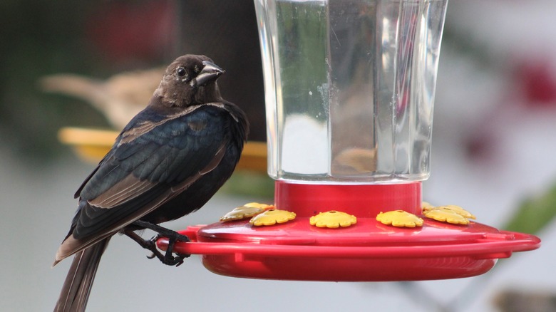 brown-headed cowbird birdfeeder