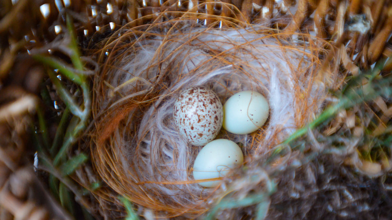 brown-headed cowbird egg