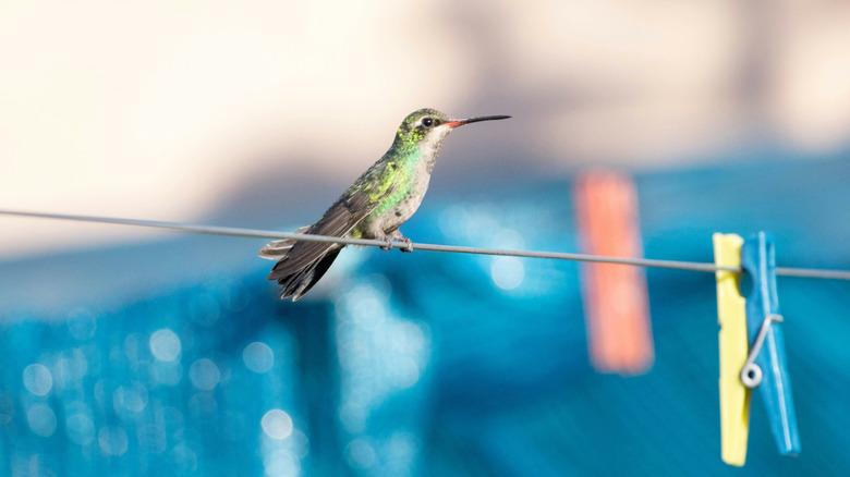 A green and brown hummingbird on a laundry line next to a clothespin.