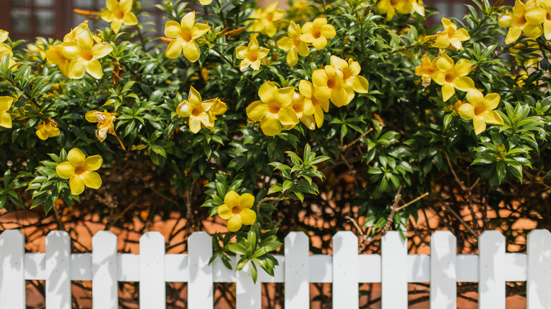 Vibrant yellow flowers above a white picket fence.