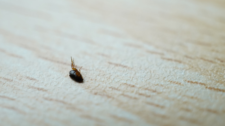 Dead flea on wood surface