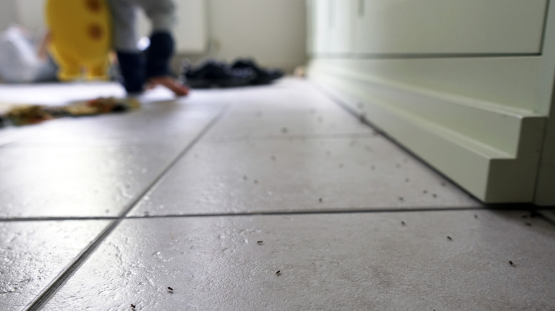 tiny bugs on floor