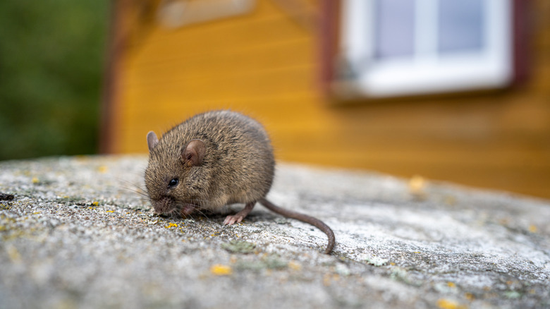 Close-up of brown mouse outside of home
