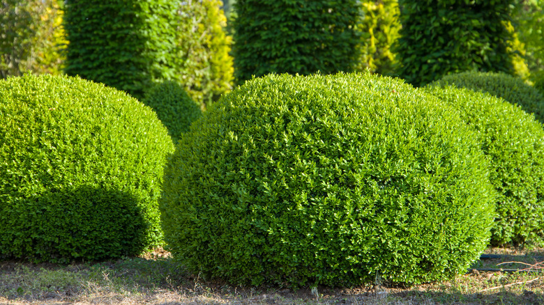 boxwood shrubs cut into ball shapes