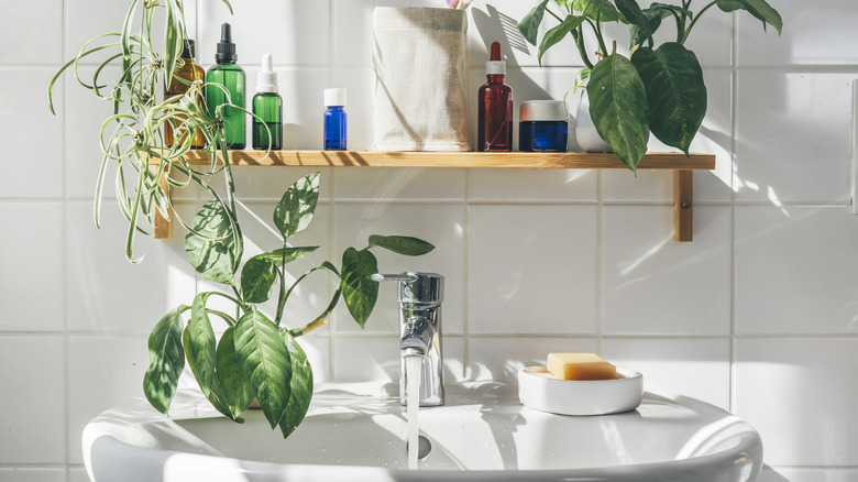Shelf filled with plants above sink