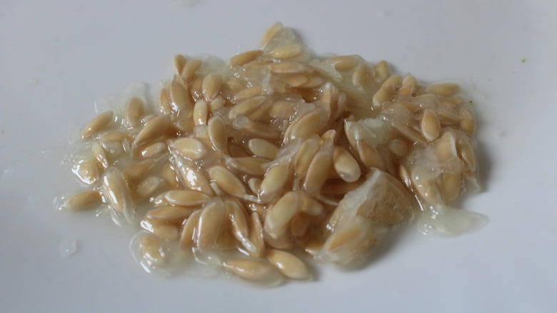 Cucumber seeds ready to soak for saving