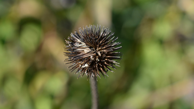 Close-up of a spiky coneflower seedhead