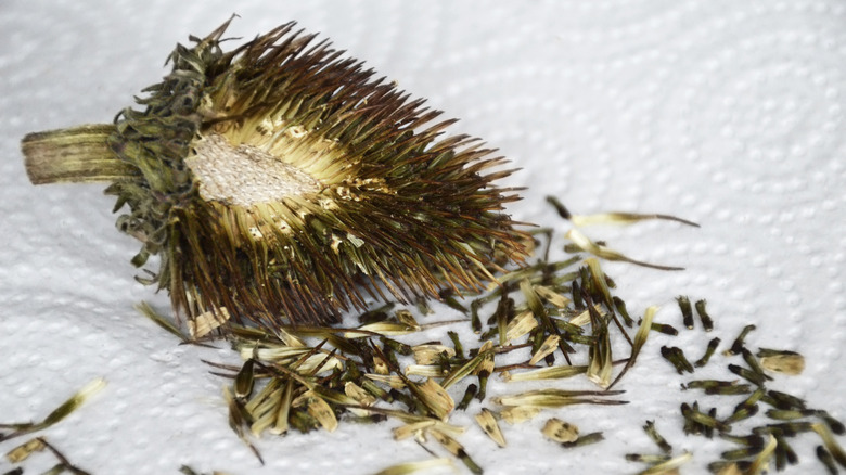 Echinacea seeds falling off seedhead on paper towel