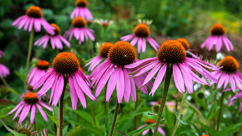 Close-up of purple coneflowers