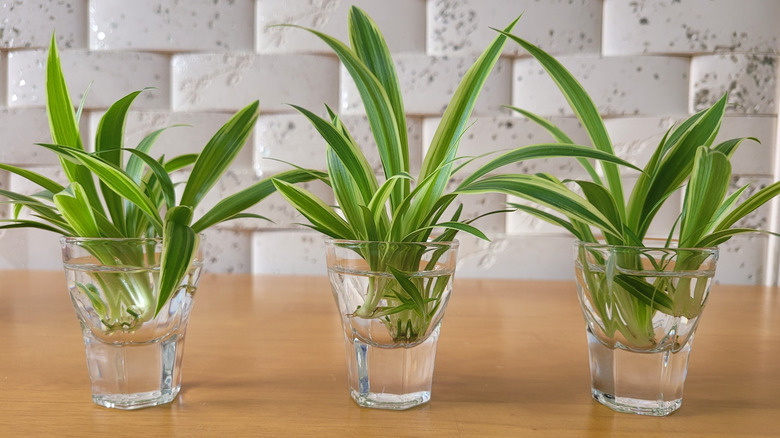 Spiderettes in water propagating