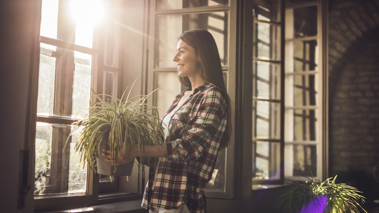 Woman carrying spider plant to the window