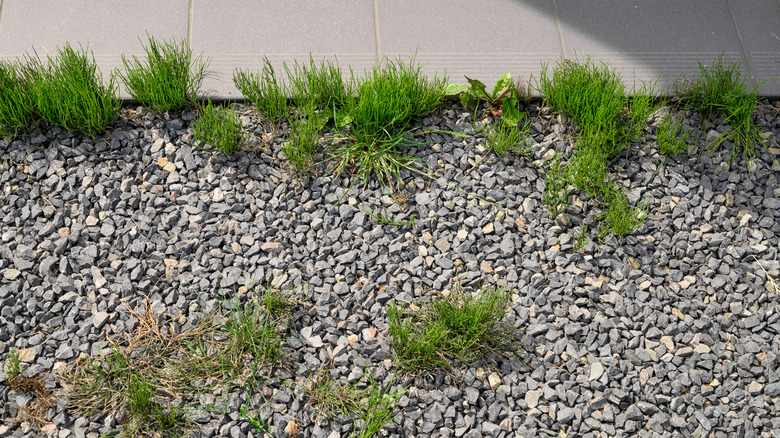 Weeds growing out of a gravel landscape