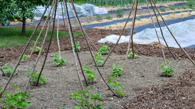 tripod trellises made of sticks