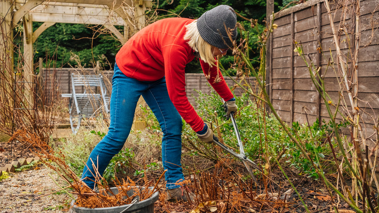 woman pruning bushes in winter