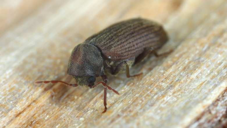 Common furniture beetle