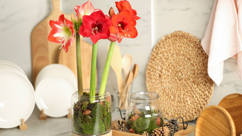 Beautiful red amaryllis flowers and tableware on counter indoors