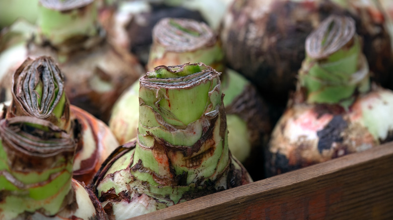 Closeup of Amaryllis (Hippeastrum) bulbs for sale in a wooden box at a market