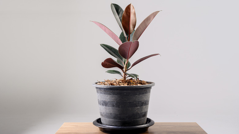 burgundy rubber tree 