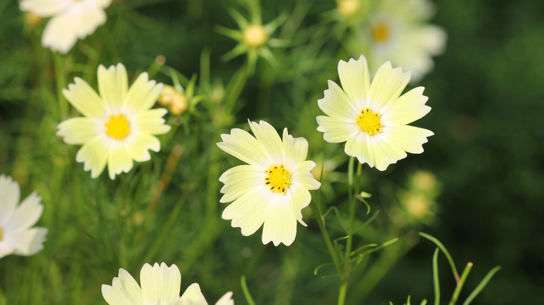 Cosmos bipinnatus growing in the garden