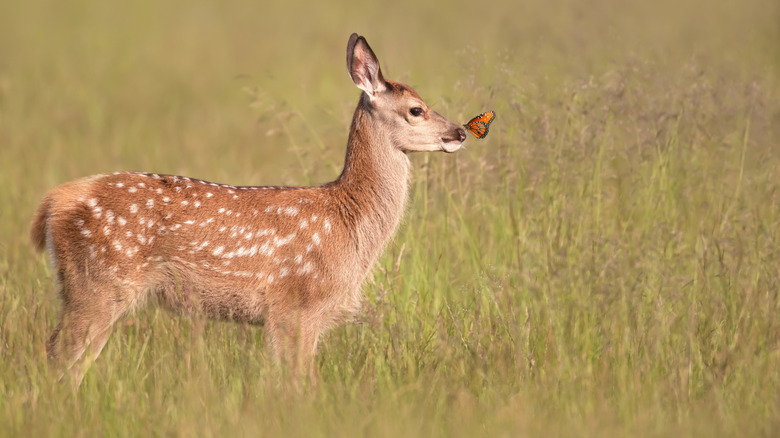 Fawn and butterfly in a field of grass.