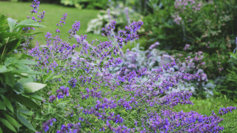 Catmint seen in a landscape.