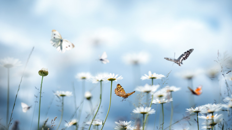Butterfly on daisy