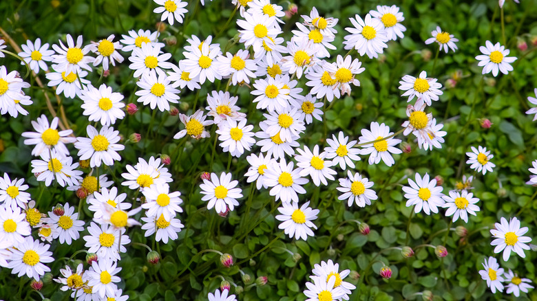 Miniature daisy (Bellium minutum) ground cover