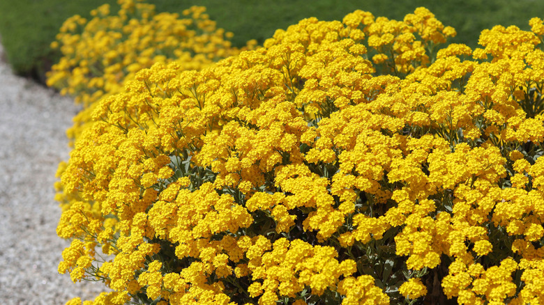 Yellow alyssum beds grow along a gravel path