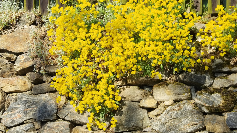 Yellow alyssum spilling over a stone wall