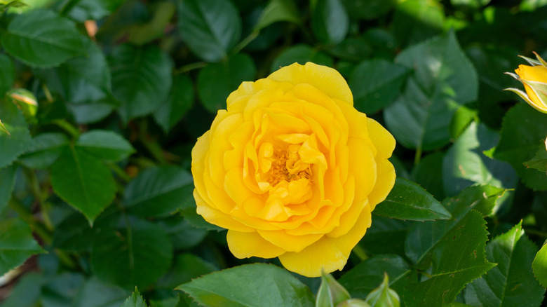 Julia Child rose in bloom with buttery yellow petals and dark glossy green foliage