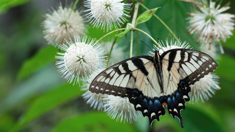 butterfly and buttonbush flowers