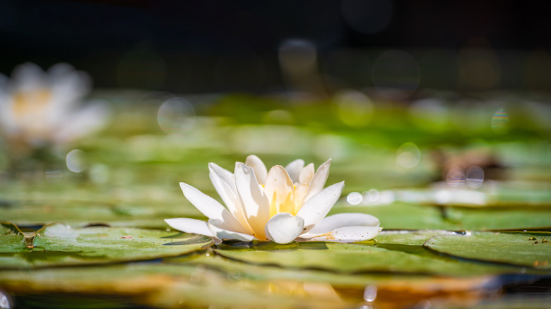 White lotus and flat green leaves floating on a pond.