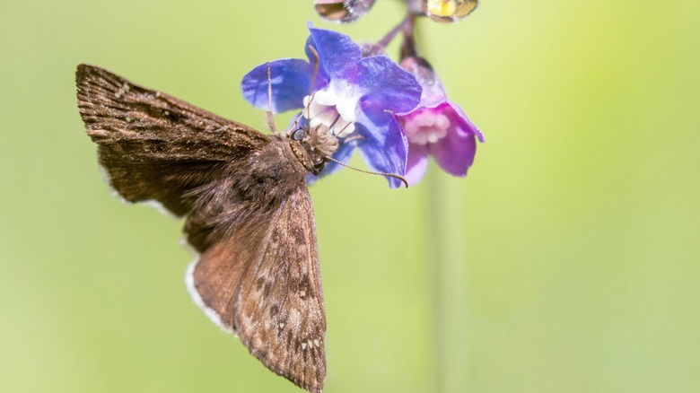 A Propertius Duskywing butterfly drinks nectar from a purple flower at Henry W. Coe State Park