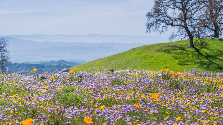 A rolling hillside at Henry W. Coe State Park is covered in yellow and purple wildflowers