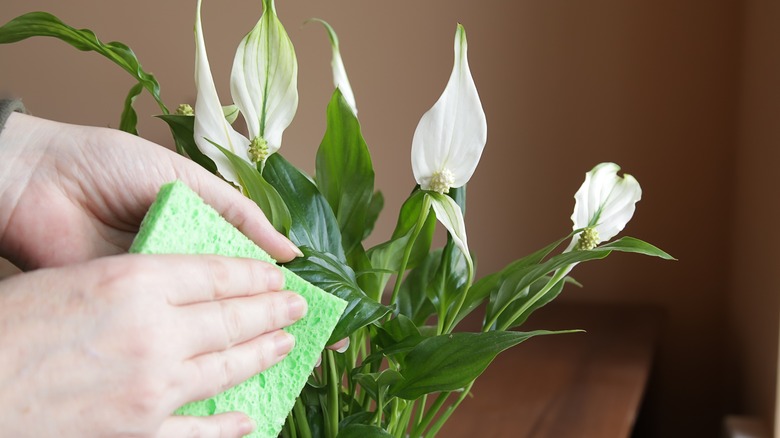 A hand wiping the leaves of a peace lily plant