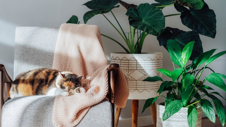 A cat sleeping on a chair next to two potted green plants.