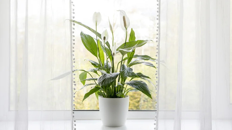 A potted peace lily plant sitting on a windowsill.