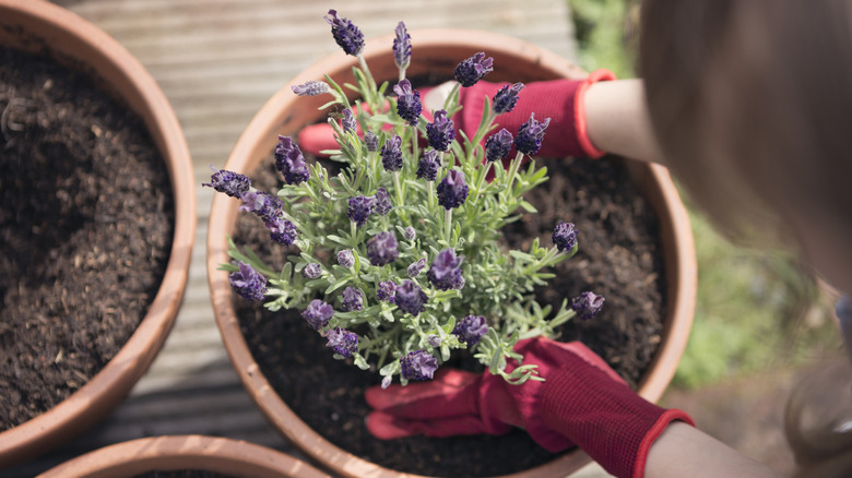A woman is tending to a pot of lavender in her garden