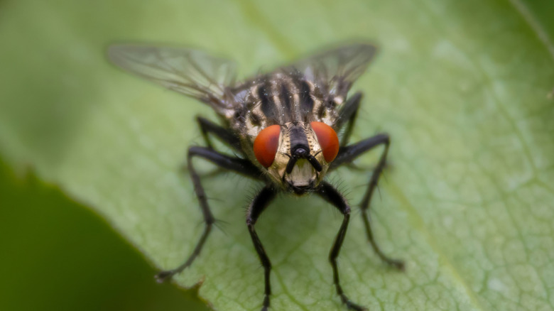 A fly sitting on a green leaf