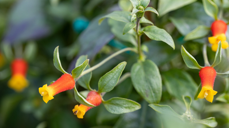 closeup of Manettia luteorubra